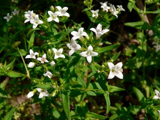 {Houstonia lanceolata}